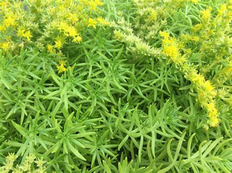 Sedum Lemon Ball