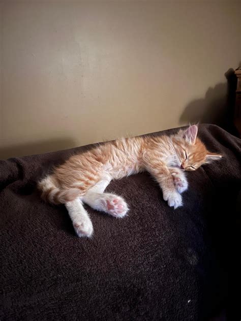 9 Huntsville-area animal shelters you can support right now - Hville Blast