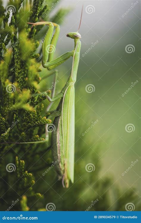 Female European Mantis or Praying Mantis, on Leaf Stock Image - Image ...