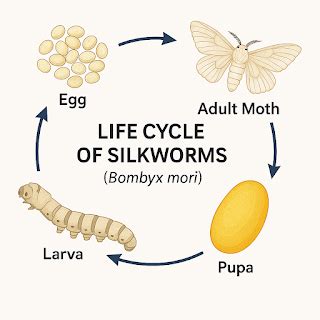 Life Cycle of Silkworms (Bombyx mori)