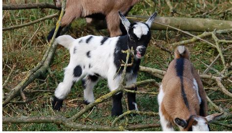 Mini Pygmy Goats