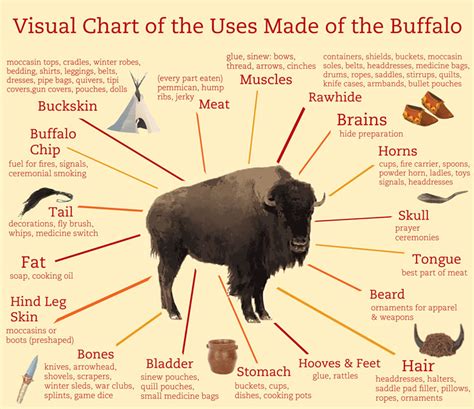 Native American Ingenuity: Transforming Every Buffalo Part into Practical Treasures