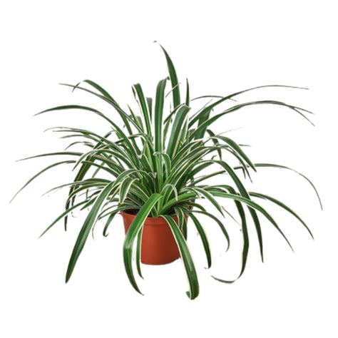 Reverse Spider Plant | Plant Addicts