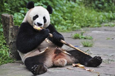 最近很火的大熊猫和花可爱头像图片大全吃东西系列_配图网
