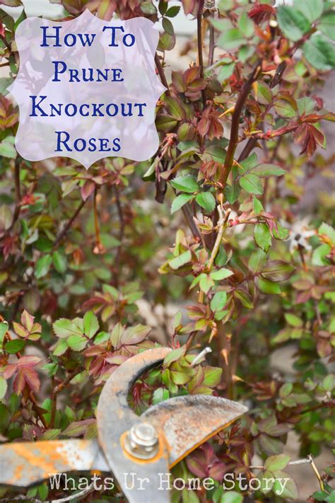 When To Trim Back Knockout Roses For Winter at Rory Barbour blog