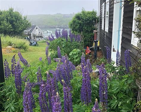JOHN STERLING HARBOR HOUSE (Monhegan Island) - Inn Reviews & Photos ...