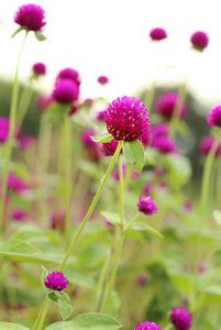Splorias Gomphrena Flower Seed Price in India - Buy Splorias Gomphrena ...