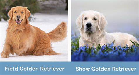 Field Golden Retriever vs. Show Golden Retriever: The Differences (With ...