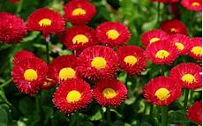 Stunning Hd Flower Photo by Top 10 Most Amazing Hd Flowers Images In The World Stunning Hd Flower Photo