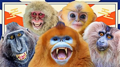 13 Most Stylish Asian Monkey Species - YouTube