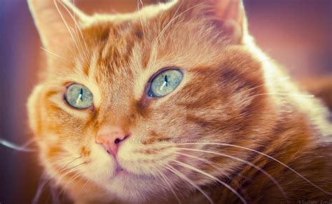 Image result for Rust Red Cat