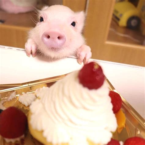Priscilla the cutest pig on the internet – Artofit