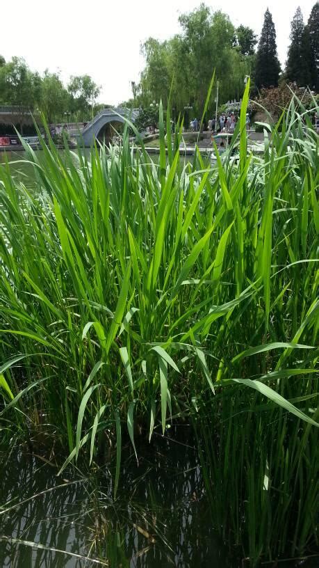 净化水质最快的水草,哪些水草可以净化水质,净水植物_大山谷图库
