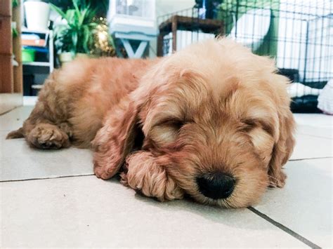 Image result for Cockapoo Apricot Color