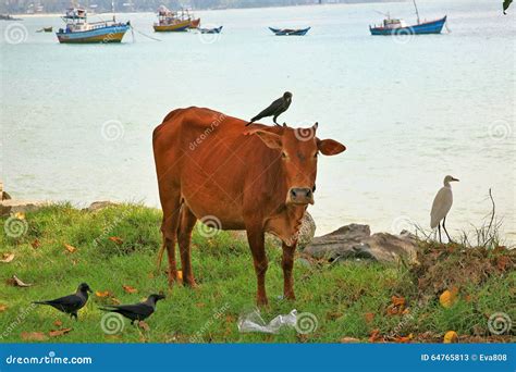 Cattle Egrets, Crows and Cows Relationships in SriLanka Stock Image ...