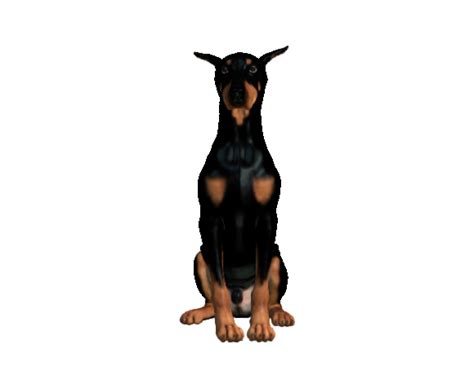 p3d.in - Doberman