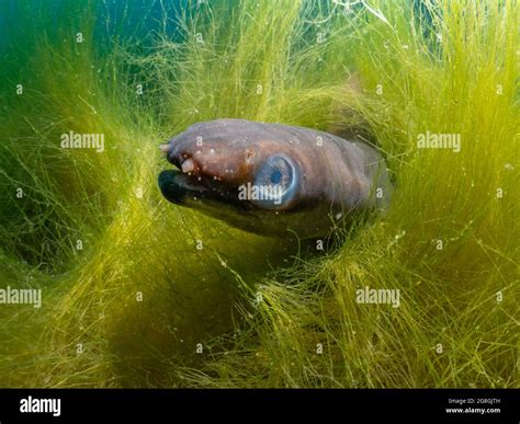 Freshwater eel hi-res stock photography and images - Alamy