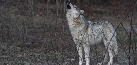 Image result for Wolves Howl
