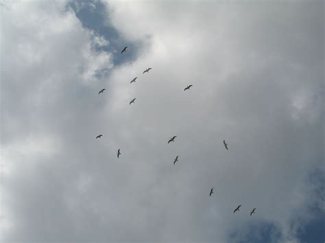 图片素材 : 翅膀, 天空, 群, 飞行, 鸟类, 水鸟, stol, 鸟迁徙, 动物迁徙 2843x1786 - - 1209649 ...
