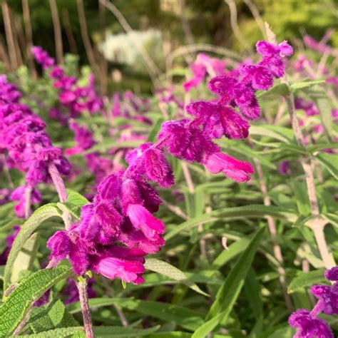 Purple Mexican Sage