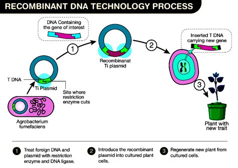 Recombinant DNA 的图像结果