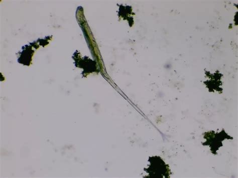 Rotifer. Not seen one like that yet. Swift sw350T cmos enabled 5mp ...