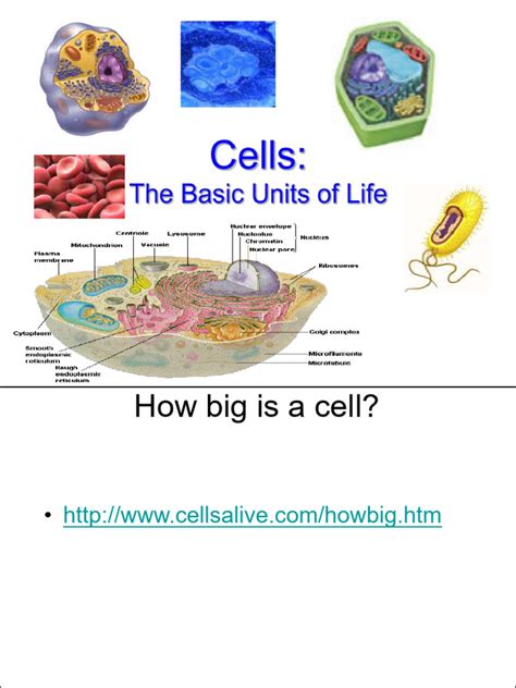Cell-structure | PDF | Cell (Biology) | Endoplasmic Reticulum