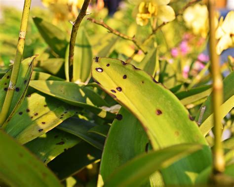 Orchid Leaves Turning Yellow: Common Causes And Remedies | Gardening ...