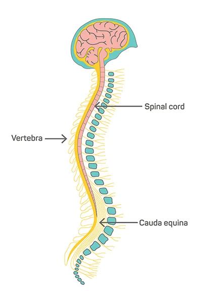 Image result for Spinal Cord Structure and Function