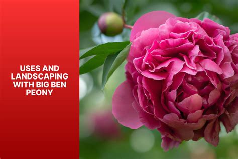 Big Ben Peony - The Green Thumb Chronicles: Cultivating a Garden Paradise