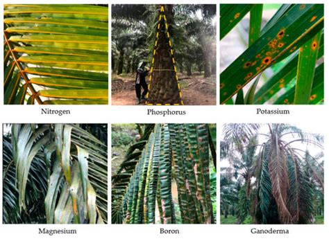Oil Palm Tree Detection and Health Classification on High-Resolution ...