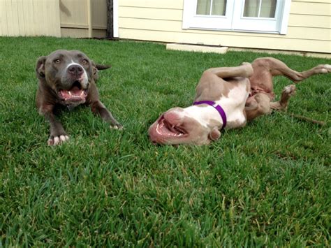 Gabby | Angel City Pit Bulls | Los Angeles Dog Rescue