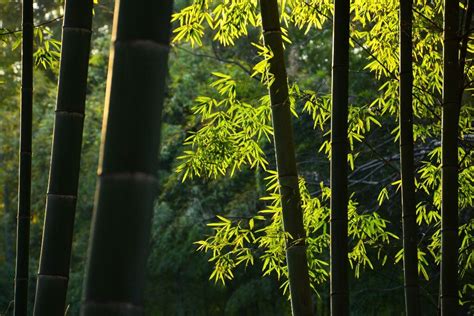 竹子-景观竹子种类大全-批发-价格-基地-图片 - 四川成都途美园林