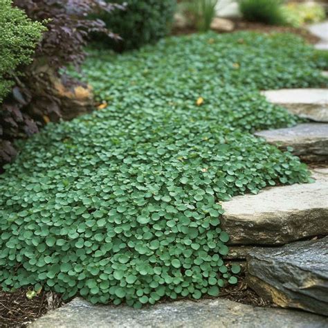 10 Stunning No-Mow Lawn Ideas with Ground Covers in 2025 | Ground cover ...