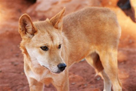 Dingo | Diet, Habitat, & Facts | Britannica