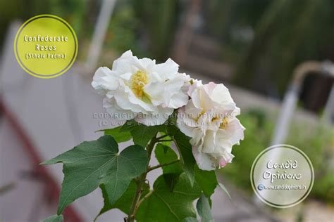 Photo Story 16: Confederate Rose (Sthala Padma) | Candid Opinions