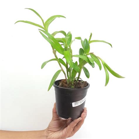 Epidendrum Orchids | Orchid-tree.com – Orchid-Tree