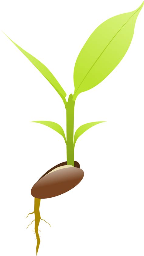 Seed Germination Clip Art