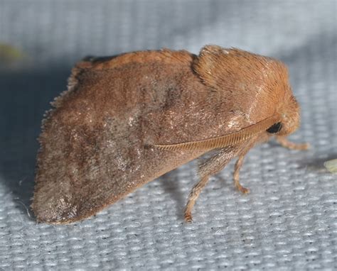 33 Common Furry, Fluffy, Hairy Moths (with Pictures)