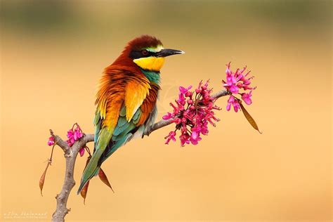 Image result for European Bee-eater Flying Back View