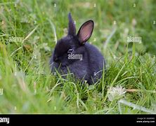 Image result for Wild Baby Bunny Calendar