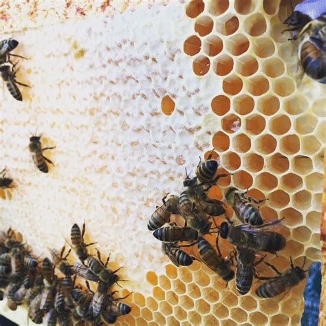 We’re Working Towards at Healthier Planet – University District Food Bank