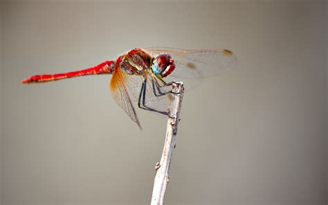 JavaScript Developer Tool to Debug 的图像结果