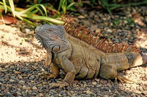 Iguana Attack 的图像结果
