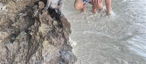 Join In Phi Phi Islands Snorkel & Sunset Tour By Speed Boat From Krabi ...