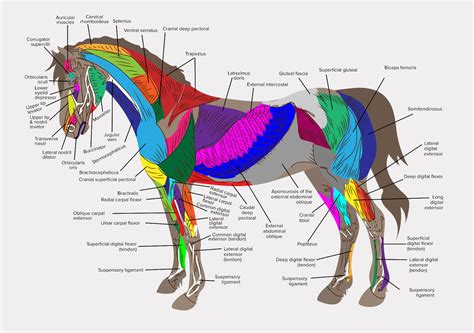 A4 Veterinary Poster – Muscles of the Horse (Animal Anatomy Picture ...