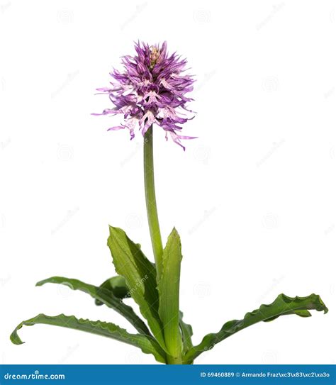 Naked Man Orchid – Naked Man Orchid Flower Meaning, Symbolism & Fun ...