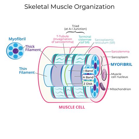 Skeletal Muscle Cells Adaptations