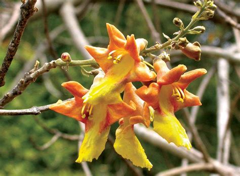 Buy GREEN WORLD GAMBHARI/GMELINA ARBOREA AYURVEDIC TREE SEEDS FOR ...