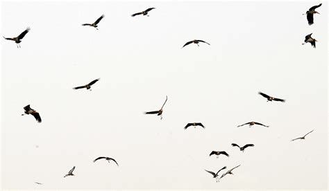 Free Flying Bird Png, Download Free Flying Bird Png png images, Free ...